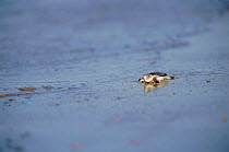Baby Flat backed turtle {Chelonia depressa} heads for the sea, Crab Is, QLD, Australia