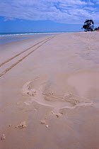 Imprint of Saltwater crocodile on sand {Crocodylus porosus} Cape York Peninsula, Queensland