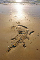 Imprint of Saltwater crocodile on sand {Crocodylus porosus} Queensland, Australia