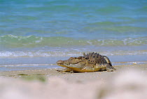 Saltwater crocodile on beach {Crocodylus porosus} Crab Is, Queensland, Australia Cape York