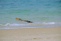 Saltwater crocodile returning to sea {Crocodylus porosus} Crab Is, Queensland, Australia Cape