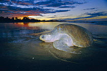 Olive ridley turtle emerging from sea at dusk. Costa Rica {Lepidochelys olivacea}