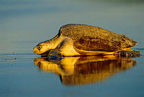 Olive ridley turtle returns to sea at dawn after laying eggs on beach, Costa Rica {Lepidochelys olivacea} Pacific coast
