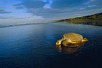 Olive ridley turtle returns to sea at dawn. Costa Rica {Lepidochelys olivacea}