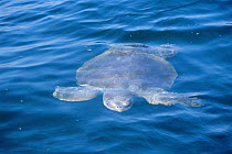 Olive ridley turtle swimming at surface. Costa Rica {Lepidochelys olivacea}