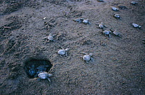 Olive ridley turtle hatchlings head for the sea. Costa Rica {Lepidochelys olivacea}