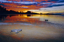 Olive ridley turtle hatchling heads for the sea. Costa Rica {Lepidochelys olivacea}