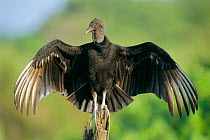 Black vulture sunning {Coragyps atratus} Costa Rica