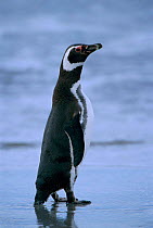 Magellanic penguin {Spheniscus magellani} Falkland Islands