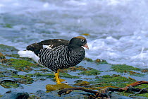 Kelp goose {Chloephaga hybrida} female feeding on seaweed. Falkland Is