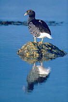 Kelp goose female portrait {Chloephaga hybrida} Falkland Islands