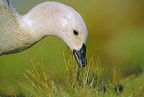Magellan (upland) goose {Chloephaga picta} head portrait, grazing, Falkland Is