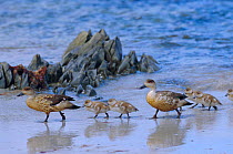 Crested duck with ducklings on beach {Lophonetta specularioides} Falkland Is