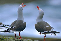 Dolphin gulls courtship display {Leucophaeus scoresbii} Falkland Is
