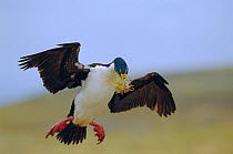 King cormorant flies to nest with material {Phalacrocorax albiventer} Falkland Is