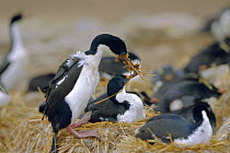 King cormorant brings nesting material to nest {Phalacrocorax albiventer} Falkland Is