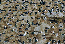 King cormorant nesting colony {Phalacrocorax albiventer} Falkland Is
