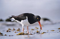 Magellanic oystercatcher {Haematopus leucopodus} foraging for worms on beach, Falkland Is