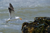 Southern black backed gull {Larus dominicans} catching crab from surf. Falkland Is