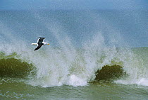 Southern black backed gull flying in front of waves {Larus dominicans} Falkland Is