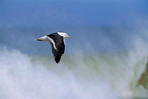 Southern black backed gull flying in front of waves {Larus dominicans} Falkland Is