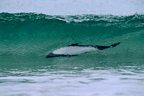 Piebald / Commersons dolphin surfing {Cephalorhynchus commersonii} Falkland Is