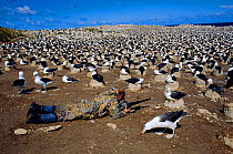 Simon King filming Black browed albatross (Thalassarche melanophrys) nesting colony, Falkland Is for BBC tv series Blue Planet 2000