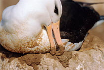 Black browed albatross rebuilds nest after rain {Thalassarche melanophrys} Falklands Is