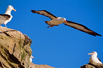 Black browed albatross in flight {Thalassarche melanophrys} Falklands Is