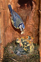 Blue tit feeding hungry chicks in nest {Parus caeruleus} France. Digital composite