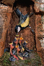 Great tit feeding chicks at nest {Parus major} France Digital composite