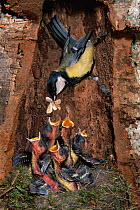 Great tit feeding hungry chicks in nest {Parus major} France.  Digital composite