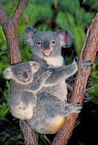 Koala with young in tree {Phascolarctos cinereus} Queensland, Australia