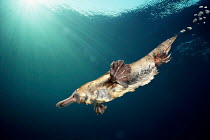 Playtpus swimming underwater {Ornithorhynchus anatinus} Australia. Digital composite