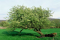 Crab apple tree {Malus sylvestris} Silverdale, Lancashire, UK
