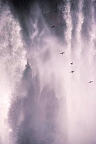 Great dusky swifts {Cypseloides senex} flying to roost behind waterfall, Noel Kempff, Bolivia, South America