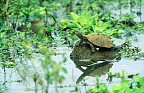 Serrated turtle / terrapin {Pelusios sinuatus} Kruger NP, South Africa