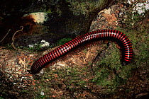 Giant millipede {Sphaerotherium sp} Madagascar