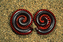 Two Giant millipedes {Sphaerotherium sp} Madagascar
