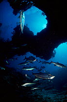 Tarpon fish in cave {Albula vulpes} Caribbean.