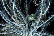 Juvenile Filefish {Pseudomonacanthus macrurus} in Featherstar, Papua New Guinea