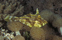 Filefish {Pseudomonacanthus macrurus} Papua New Guinea