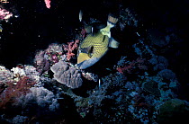Titan triggerfish {Balistoides viridescens} at cleaning station Red Sea