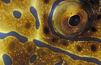 Close-up of eye of Longtail filefish {Alutera scripta} Indo Pacific