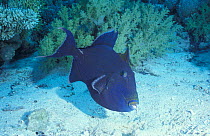 Blue triggerfish {Pseudobalistes fuscus} Red Sea