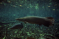 Giant arapaima fish / Pirarucu {Arapaima gigas} in  flooded tropical forest, Santarem, Brazil, largest freshwater fish in the world.