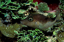 Sharpnose pufferfish {Canthigaster sp} Caribbean
