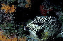 Smooth trunkfish {Lactophrys triqueter} Caribbean sea