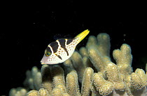 Sharpnose pufferfish swimming over coral {Canthigaster sp} Philippines