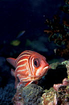 Red squirrelfish {Sargocentron rubrum} Andaman sea, Thailand
